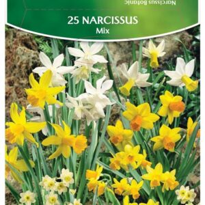 Svogūninės gėlės narcizas MIX, 8 - 10 mm, 25 vnt. - Image 1