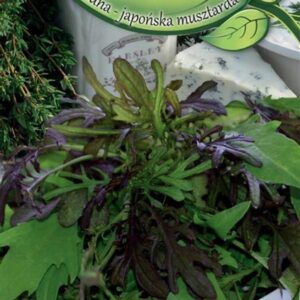 Kopūstų sėklų mišinys Mizuna Baby Leaf