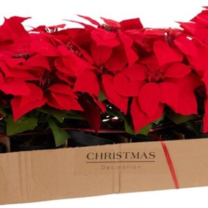 Dirbtinė gėlė, puansetija, 30 cm - Image 3