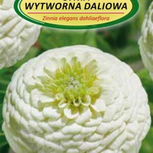 Puikiųjų gvaizdūnių sėklos - Image 1