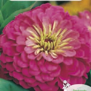 Puikiosios gvaizdūnės sėklos