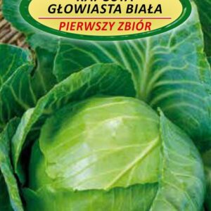 Baltagūžių kopūstų PIERWSZY ZBIOR sėklos