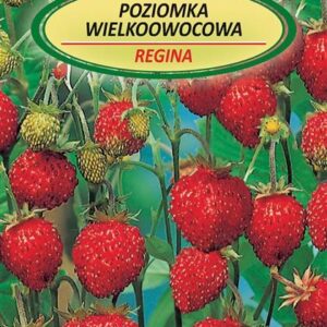 Žemuogių REGINA sėklos