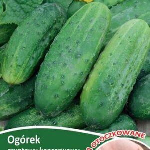 Agurkų SREMSKI sėklos