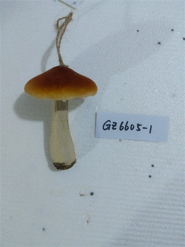 108A6135