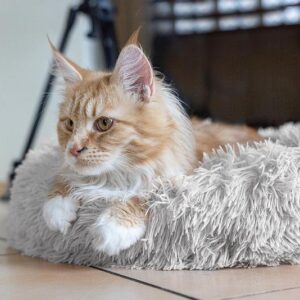 Minkštas pūkuotas guolis M 60cm pilkas - Image 2