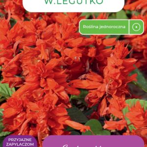 Sėklos šalavijas RED, 0.5 g - Image 1