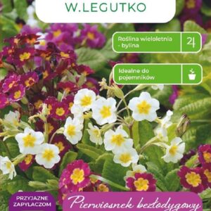 Sėklos raktažolė MIX, 0.1 g