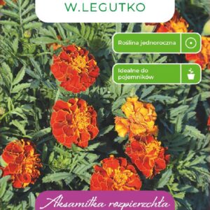 Sėklos serentis BOLERO, 1 g