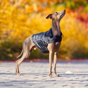 Have a Pet striukė Urban 45cm juoda