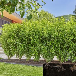 Laistymo sistema Gardena Micro Drip System 3 vnt. - Image 3