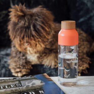 Quokka Ice - Ecozen Water Bottle 720 ml (Birds) - Image 4