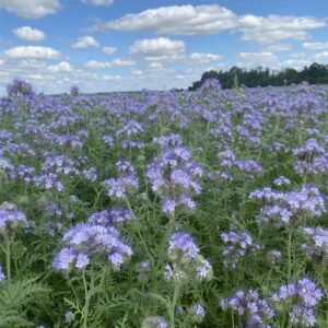 Bitinės facelijos ANGELIA, 0.5 kg - Image 2