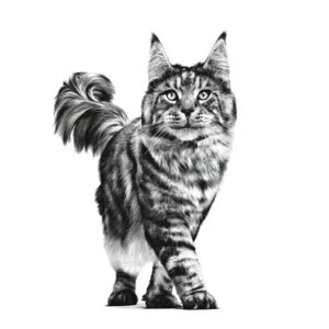 ROYAL CANIN Cat Gastrointestinal VHN - sausas kačių maistas - 400g - Image 2