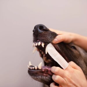 VETEXPERT Caryodent Finger Wipes - šunų vitaminai - 100 ml - Image 2