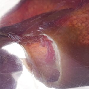 Šunų kramtukas PETMEX Kiaulienos ausis 40g 1vnt. - Image 2