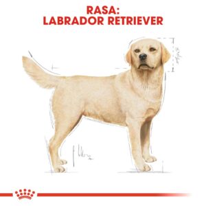 ROYAL CANIN Labrador Adult - sausas maistas šunims - 12 kg - Image 3