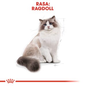 ROYAL CANIN Ragdoll FBN Adult - sausas kačių maistas - 400g - Image 3