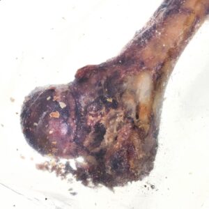 PETMEX Ham bone - šunų kramtukas - 1 vnt - Image 2