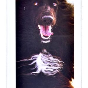 Brit Care Lašišos aliejus500ml