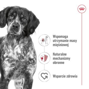 ROYAL CANIN Adult Medium - sausas maistas šunims - 4kg - Image 3