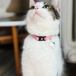 ZOLUX Chatouille pink - antkaklis katėms - Image 3