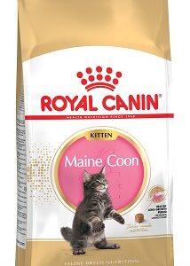ROYAL CANIN Kitten Maine Coon sausas pašaras kačiukams iki 1 metų , 10 kg