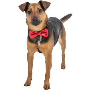 Trixie Varlytė. Kalėdinis aksesuaras šuniui 10cm, 1 vnt.