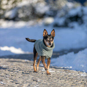 Trixie CityStyle Berlin megztinis, XS: 24 cm, šalavijo, 1 vnt.