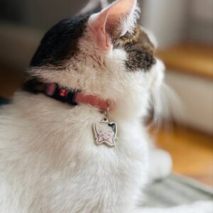 ZOLUX Chatouille pink - antkaklis katėms - Image 2