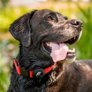 Spigen Pet Collar, juodos spalvos - AirTag - Image 10