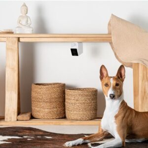 PetCube Cam - Image 12