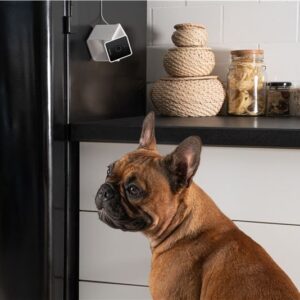 PetCube Cam - Image 15