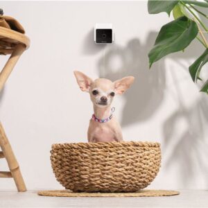 PetCube Cam - Image 6