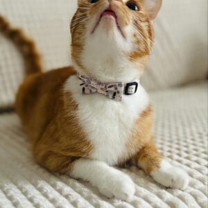 ZOLUX Chatouille beige - antkaklis katėms - Image 3