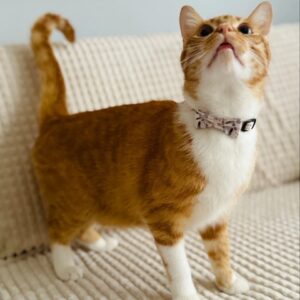 ZOLUX Chatouille beige - antkaklis katėms - Image 2