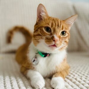 ZOLUX Chatouille green - antkaklis katėms - Image 3