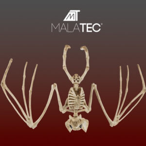 Šikšnosparnio skeletas - dekoracija 30cm Malatec 22005 - Image 2
