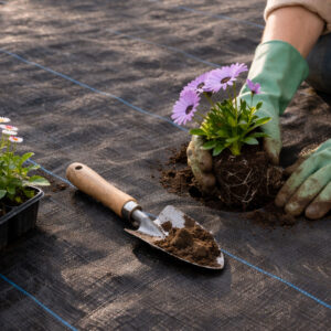 Juoda UV spinduliams atspari agroplėvelė 135 g/m² piktžolių kontrolės danga 1,1×50 m, smeigės, MultiGarden - Image 2
