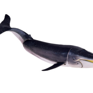 JŪROS GYVŪNŲ SERIJA Figūrėlių rinkinys: ryklys, krabas, orka, aštuonkojis ZA5175 - Image 4
