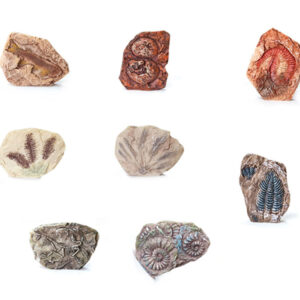 Archeologijos rinkinys „Dig Up a Surprise“ su fosilijų lapais ir kaulais ZA5753 - Image 3