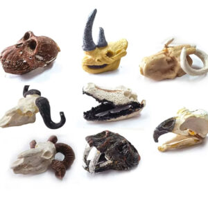 Archeologijos rinkinys „Dig Up Surprise Fossil Skulls“ ZA5754 - Image 2