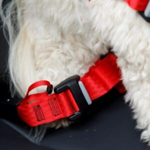 ZOLUX Travel Safe M red - petnešos šunims - Image 2