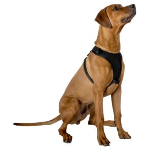 ŠUNŲ PETNEŠOS SU ŠVIESĄ ATSPINDINČIA JUOSTA 59 - 81CM EXTRA LARGE 189970 - Image 3