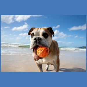 Waboba Woofpack dog set 2x balls 1x frisbee - Image 6