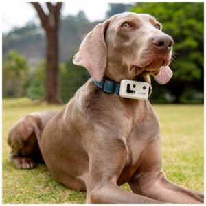 Tracker GPS ENABOT for dog or cat yellow - Image 8
