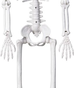 DEKORACIJA SKELETAS H90CM