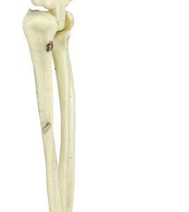 DEKORACIJA SODO SKELETAS 3 DALIŲ - Image 2