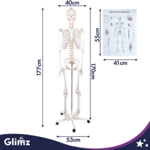 Žmogaus skeletas - 170 cm Glimz - Image 2