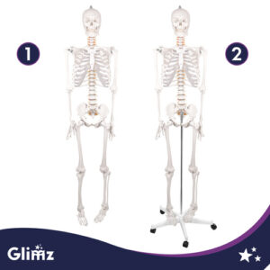 Žmogaus skeletas - 170 cm Glimz - Image 5